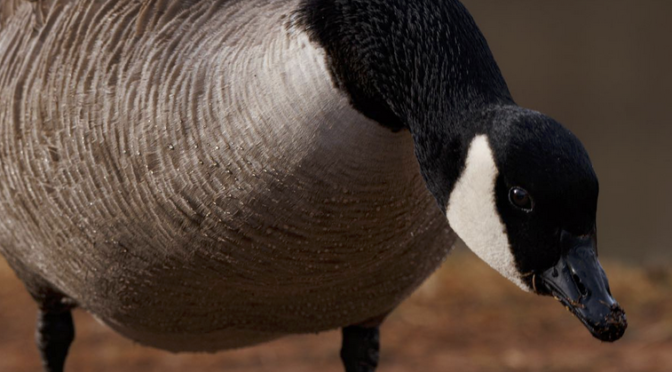 North Carolina rare Bird Alert- A Cackling Goose at Mayo River State Park NC